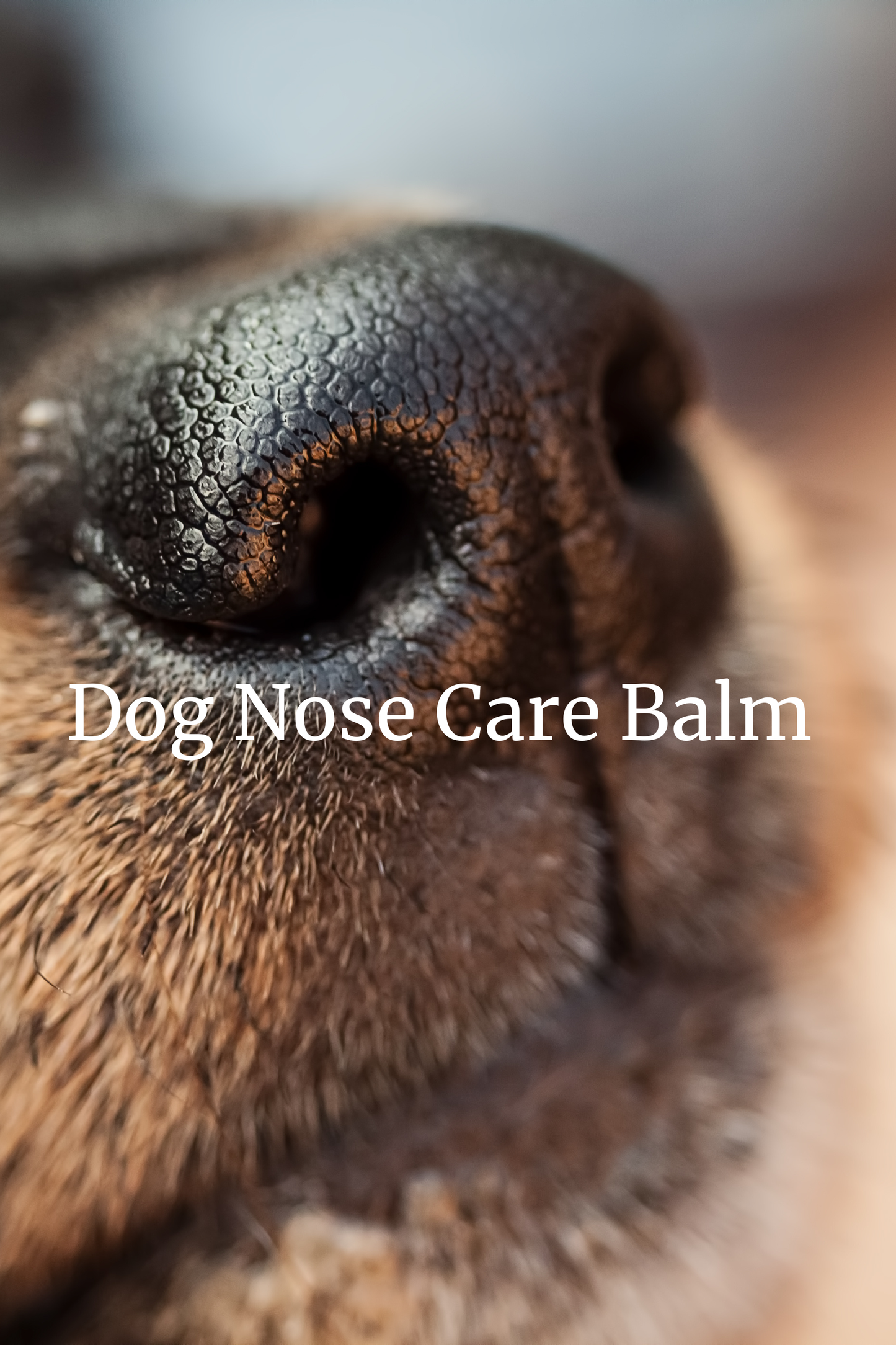 Last Chance | Dog Nose Care Balm