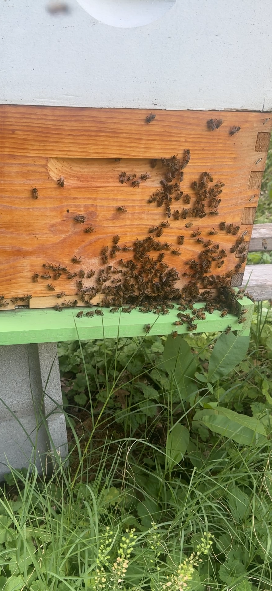 How Honey Bees Stay Cool in Summer
