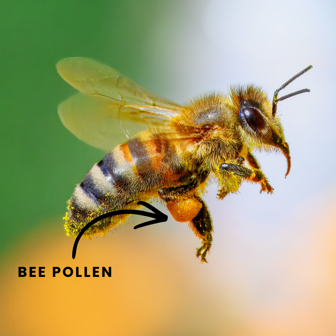 A close-up macro photo of a honeybee flying against a blurred green and white background, with a black arrow pointing to its yellow abdomen and the text 'BEE POLLEN' overlaid on the image.