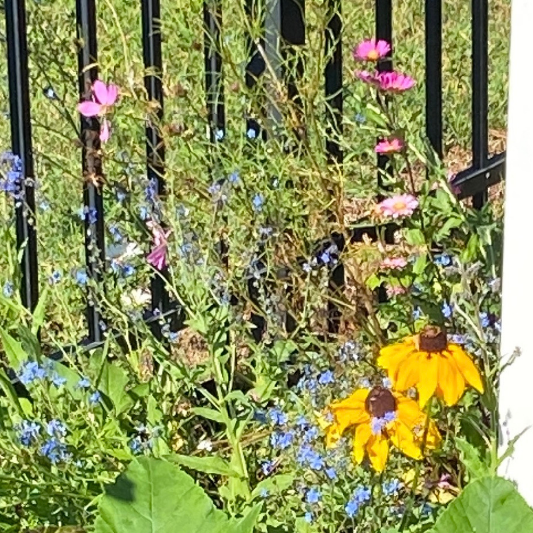 Blooming patch of flowers from wildflower seed bombs