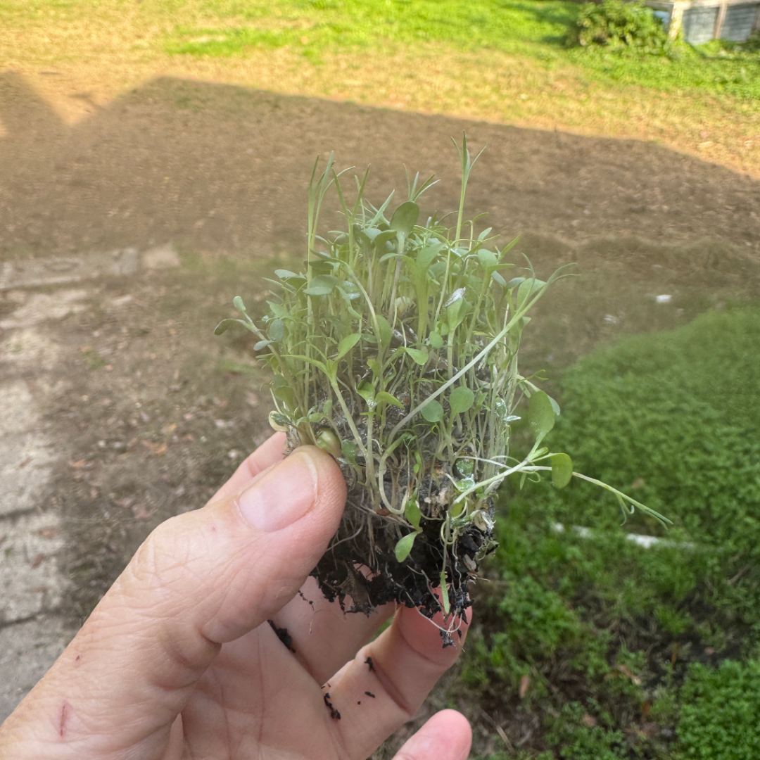 Wildflower seed bomb sprouting