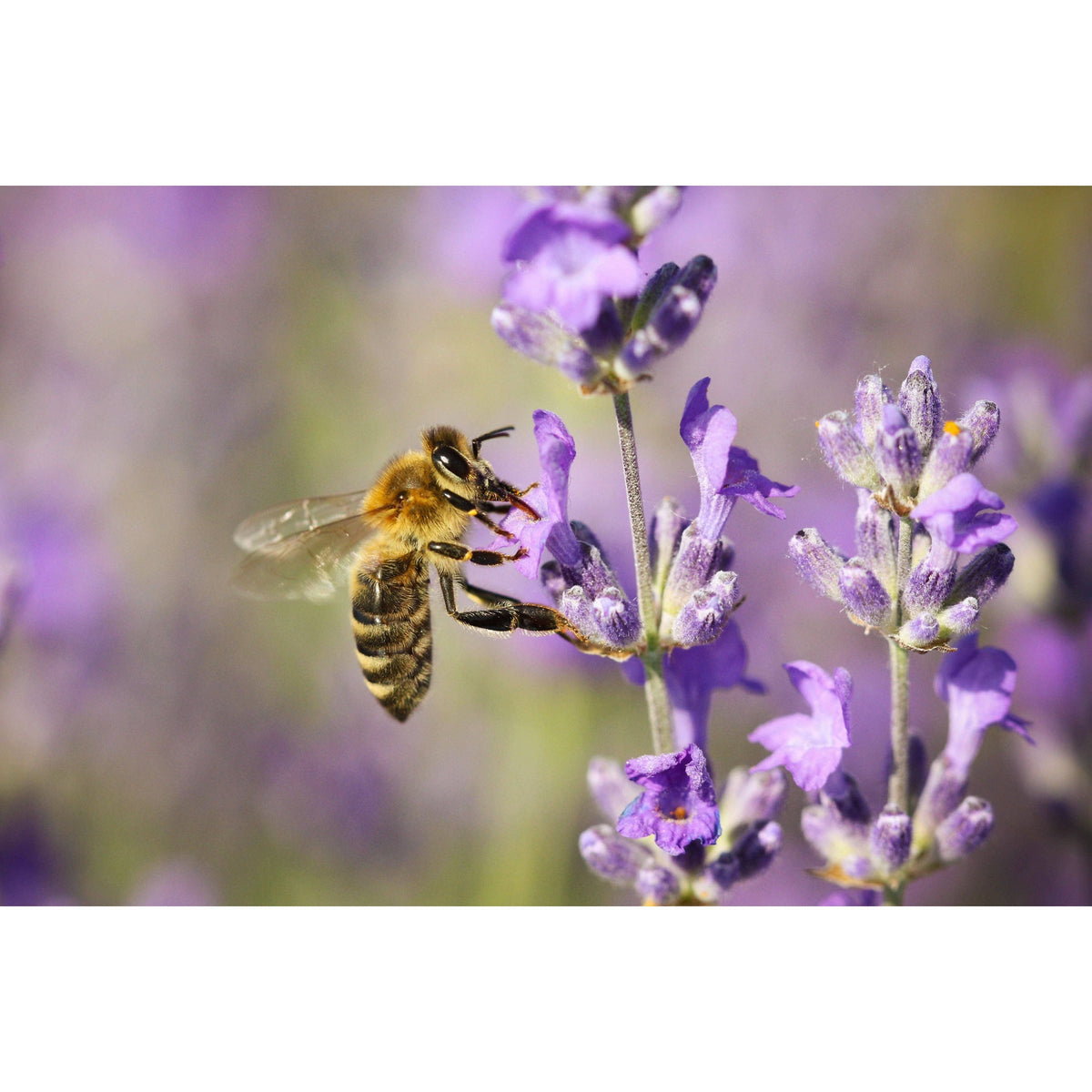 Lavender Infused Honey 10 oz Glass